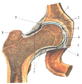 Тазобедренный сустав правый - фронтальный разрез 